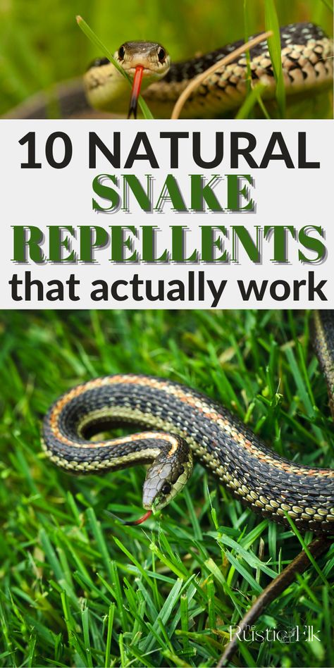 Snake Repellant Plants, Snake Repellant, Bug Spray Recipe, Garden Snakes, Get Rid Of Spiders, Rodent Repellent, Natural Repellent, Garden Remedies, Diy Pest Control