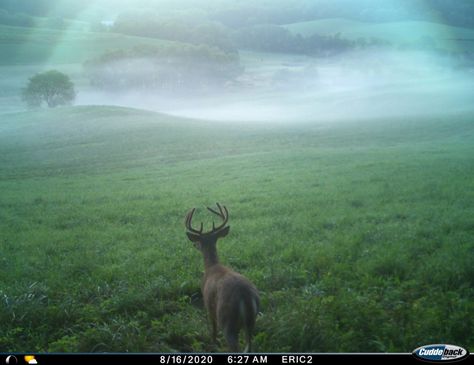 Trail Cam, Trail Cameras, Deer Photos, Trail Camera, Camera Photos, Deer Art, Pretty Photos, Nature Trail, Woodland Creatures