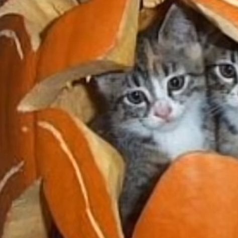 cats in a pumpkin!! :D Matching Halloween Pfps Cats, Spooky Matching Wallpapers, Cute Fall Matching Pfps, Halloween Couple Profile Pictures, Matching Cat Halloween Pfp, Matching Couple Pfp Halloween, Match Halloween Pfp, Matching Halloween Cat Pfp, Fall Matching Pfps Couple