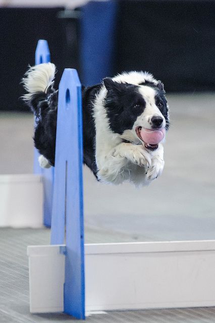 Flyball 120421_119 by Four_Paw, via Flickr Agility Training For Dogs, Border Collie Puppies, Collie Mix, Dog Games, Border Collie Dog, Australian Shepherds, Dog Agility, Collie Dog, West Highland Terrier