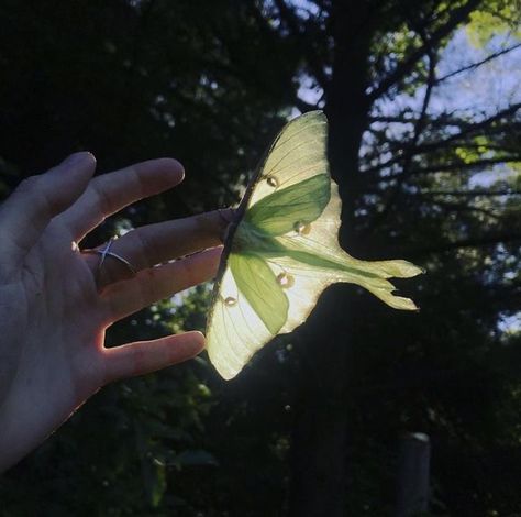 Free Spirit Summer Aesthetic, Plant Lampshade, Ira Core, Moth Aesthetic, Luna Moth, Arte Sketchbook, Nature Aesthetic, Green Aesthetic, Art Plastique