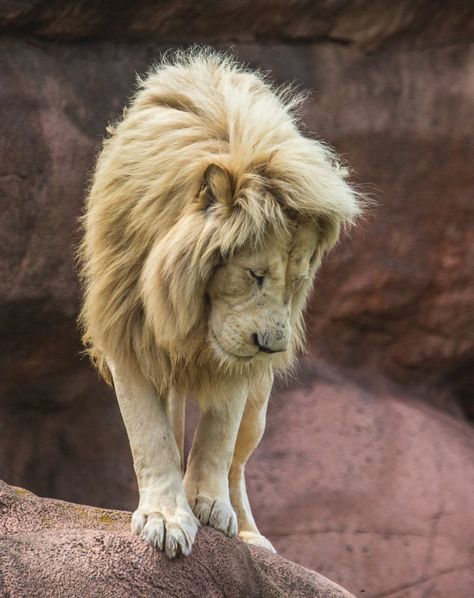 Lion Standing On Edge Looking Down Lion Looking Down, Image Of Lion, White Lioness, Lion Nature, Lion Standing, Lion Icon, Cats Adorable, One Eyed Cat, Small Wild Cats