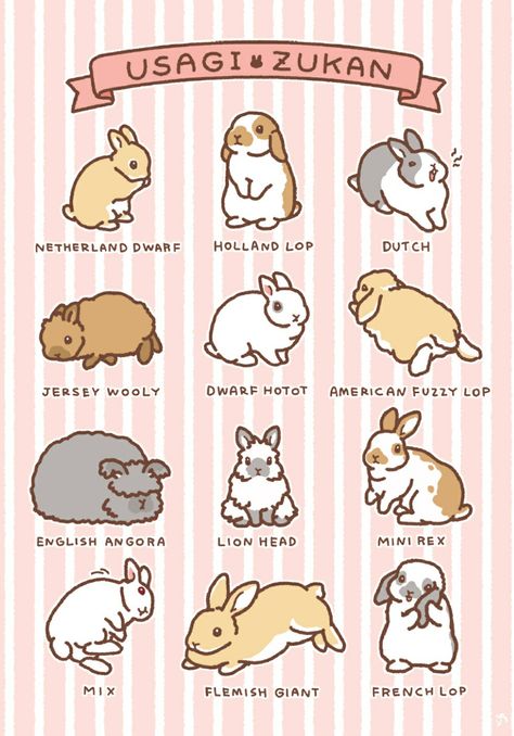 Rabbit Drawings Cute, Lion Head Bunny Drawing, American Fuzzy Lop Rabbit, How To Hold A Rabbit, Lionhead Bunny Drawing, Lop Eared Bunny Drawing, American Fuzzy Lop Bunny, Holland Lop Drawing, Rabbit Doodles