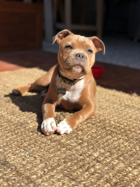 Staffy Puppies, English Staffy, Staffordshire Terrier Puppy, Staffy Dog, Nanny Dog, Staffordshire Bull Terriers, Puppy Images, Very Cute Dogs, Puppies And Kitties