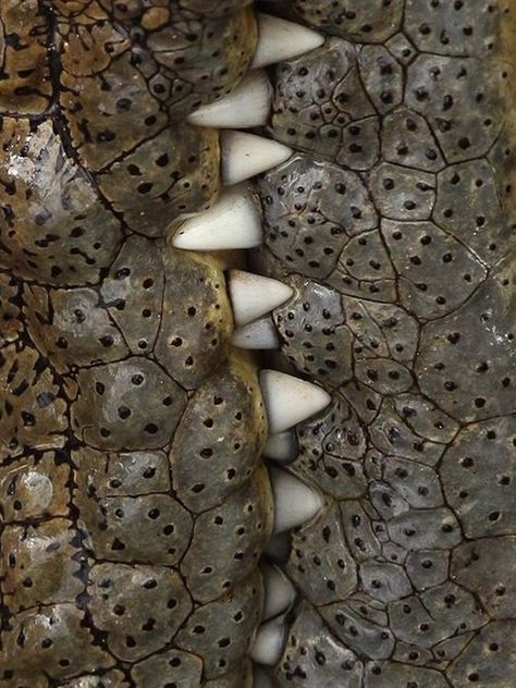 Macro Fotografia, Crocodiles, Reptiles And Amphibians, Pattern Texture, Animal Skin, Natural Forms, Lizards, Patterns In Nature, Color Textures