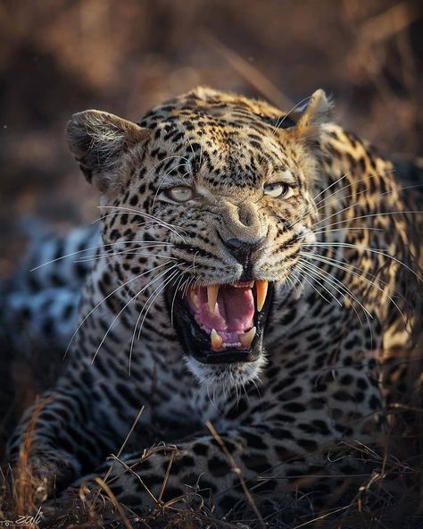 BIG CATS WILDLIFE on Instagram: “Great capture 📸 of an African Leopard in South Africa. . . 📷 Photo by @zali_photo . . Males Leopards 🐆 are usually much larger and…” Leopard Photography, South Africa Animals, Leopard Pictures, African Lodges, Big Cats Photography, Elephant Shrew, African Leopard, Animal Photography Wildlife, Jaguar Animal