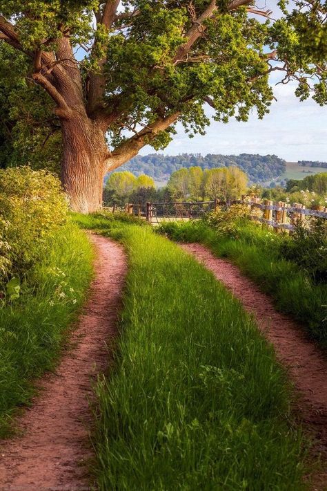 Here Are The 50 Best Photos Of The Week - Suburban Men Yellow Artwork, Country Lane, Hereford, Foto Art, Luxor, Country Life, Nature Pictures, British Columbia, Dark Fantasy