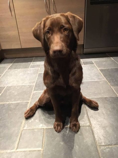 Chocolate Labradors, Christmas Puppies, Brown Labrador, Chocolate Labrador Retriever, Really Cute Puppies, Very Cute Dogs, Chocolate Labrador, Silly Dogs, Pretty Animals