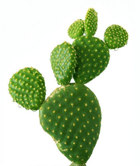 Cactus House Plants, Cactus Pictures, Cactus Drawing, Cactus Types, Green Inspiration, Flower Care, Flower Art Images, Floral Image, Cactus Y Suculentas