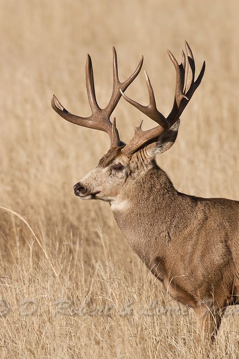 Trophy Colorado mule deer buck | Yellowstone Nature Photography by D. Robert Franz Deer Reference, Mule Deer Hunting, Whitetail Deer Pictures, Mule Deer Buck, Big Deer, Deer Pictures, Deer Buck, Elk Hunting, Mule Deer