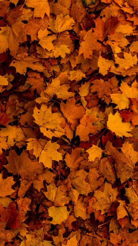 Autumn Wallpaper Hd, Fall Background Wallpaper, Fall Backgrounds Iphone, Fall Lovers, Autumn Wallpaper, Neutral Fall Decor, Western Wallpaper Iphone, Cute Fall Wallpaper, Color Board