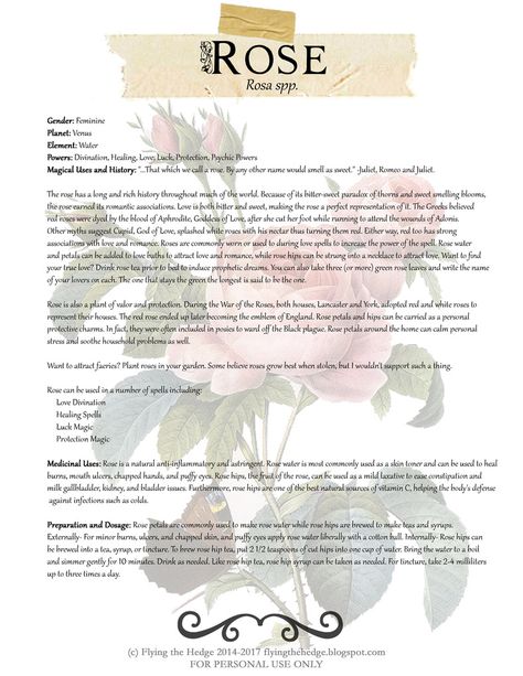 Magical and Medicinal uses of Rose. Free BOS page! Wiccan Chants, Magickal Herbs, Witch Herbs, Green Witchcraft, Witch Garden, Magic Herbs, Magical Herbs, Water Powers, Hedge Witch