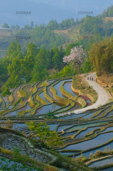 rice terraces of yuanyang, yunnan, china #AD, #sponsored, #AD, #terraces, #china, #yunnan, #rice China Image, Yunnan China, Rice Terraces, Golf Courses, Terrace, Rice, China, Water