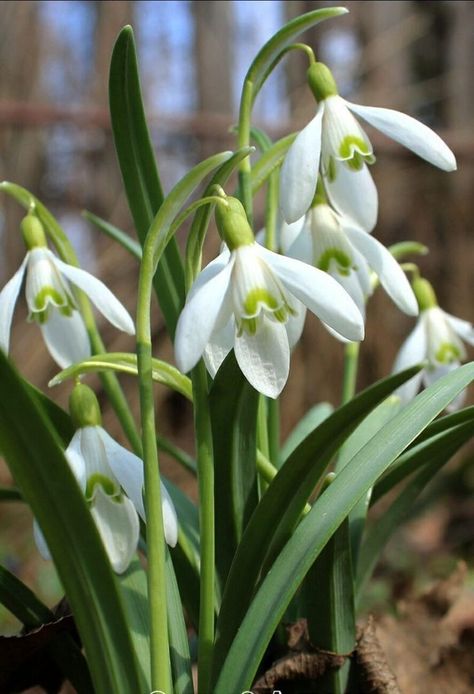 Snowdrop Plant, Snow Drops Flowers, Pencil Drawings Of Flowers, Watercolor Flowers Paintings, Pretty Plants, Beautiful Flowers Pictures, Botanical Flowers, Types Of Flowers, Birth Flowers