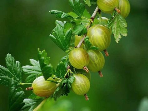 Gooseberry Illustration, Goose Berry, Forest Berries Aesthetic, Gogi Berries, Wild Fruits And Berries, Vegetable Pictures, Fruits Photos, Go Green, Fruits And Vegetables