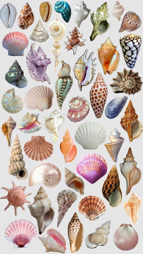 she sells sea shells #shells #beach Aesthetic Shell Wallpaper, Sea Shells Aesthetic Wallpaper, Sea Shells Aesthetic, Seashells Aesthetic Wallpaper, Sea Shells Poster, Beach Sea Shells Aesthetic, Shell Collage, Shell Illustration Seashells, Shell Drawing