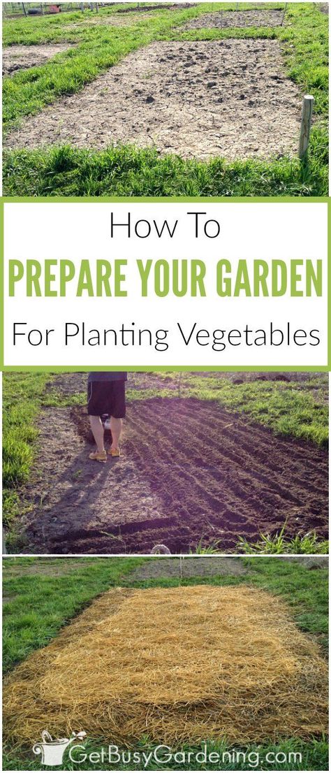 Preparing Garden Beds, Planting Veggies, Garden Soil Preparation, Vegetable Garden Soil, Garden Preparation, Funny Vine, Vegetable Garden For Beginners, Organic Vegetable Garden, Home Vegetable Garden