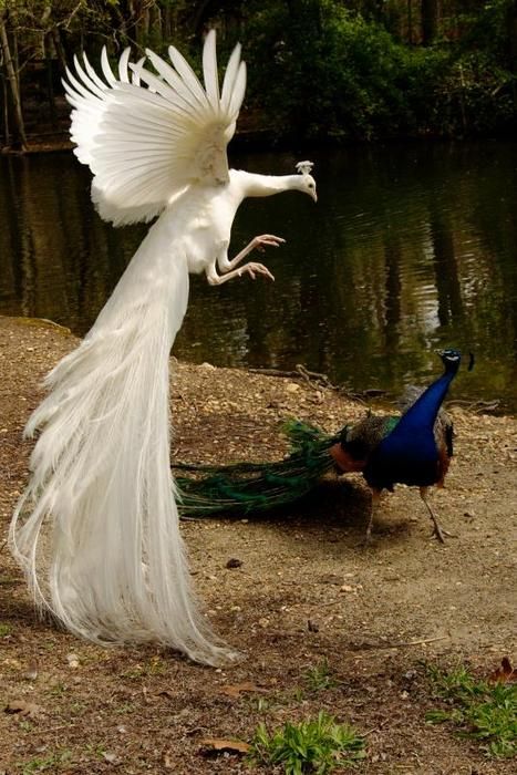 Great pic. It makes me remember seeing the white peacocks at the San Diego zoo when I was a kid - that was a long time ago! Albino Peacock, Albino Animals, White Peacock, Exotic Birds, Pretty Birds, Colorful Birds, 귀여운 동물, Beautiful Creatures, Beautiful Birds