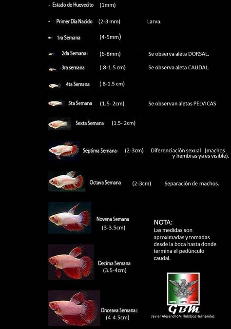 GBM GENTE BETA MEXICO MANUAL DE REPRODUCCION DEL PEZ BETTA Por: Javier Alejandro… Betta Breeding, Mexico People, Javier Hernandez, Oscar Fish, Betta Fish Types, Betta Aquarium, Tropical Fish Aquarium, Tropical Freshwater Fish, Guppy Fish