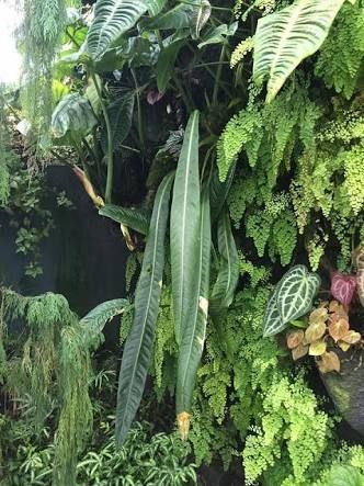 Jungle Image, Therapy Space, Gardens By The Bay Singapore, Wishlist Plants, Taman Air, Garden Tropical, Anthurium Plant, Tropical Backyard, Wild Garden