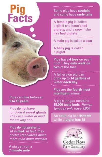 Interesting facts about pigs Pig Litter Box Ideas, Toys For Pigs, Mini Pig Care, Potbelly Pigs, Pig Facts, Pig Showing, Cute Farm Animals, Raising Pigs, Pet Pig