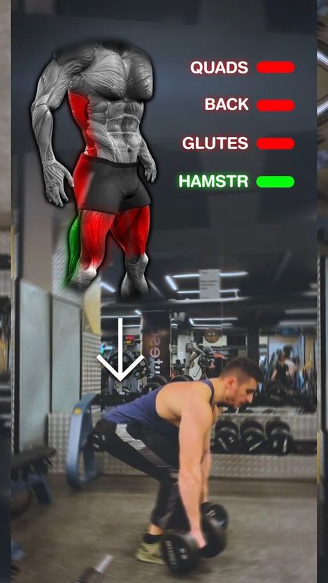 Even they though they look similar a stiff leg db deadlift will contract your hamstrings and glutes a lot more than the regular deadlift. 💪 If you want bigger hamstrings, the stiff leg deadlift is the perfect exercise. When moving down to a regular db deadlift you will contract more your quads and back. both of these exercises are great for lower body development! Hit the follow button for more detailed animated exercises. 💪 #deadlift #stifflegdeadlift #lowerbody #gym #workout | Flamur Jonuzi Db Deadlift, Hamstrings And Glutes, Stiff Leg Deadlift, Follow Button, Lower Body, Gym Workout, Bodybuilding, Dj, Gym