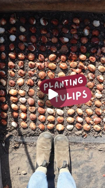 Jenna Meadows | Meadows Flower Farm on Instagram: "How I plant and protect my tulip bulbs!  This method is by @three.acre.farm.mi which includes a vole/rodent proof add on to the @notillflowers method. Both ladies have wonderful blog posts with more detailed information, but this is the gist of why/how:  During a snowy stretch of winter a couple seasons ago I had an entire low tunnel of ranunculus decimated within days by VOLES! These are teeny sneaky rodents that love to eat bulbs/corms/tubers and are experts at hiding from natural predators when they have snow cover hiding them.   In the seasons since I’ve built these temporary raised beds with a layer of hardware wire on the bottom and top! The wire on the top will be taken off when the tulips peek above the soil. ☺️ After the tulips bl Tulip Raised Bed, Tulips In Raised Beds, Snow Cover, Planting Tulips, Tulip Bulbs, Flower Farm, Raised Beds, Tulips, Soil