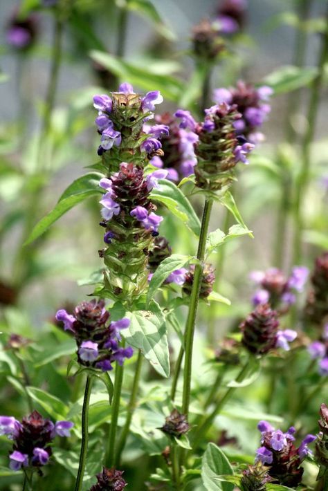 Prunella vulgaris - Brunelle (ecolouse) Herb Collection, Prunella Vulgaris, Labyrinth Garden, Labyrinth, The Rock, Herbs, Yard, Plants