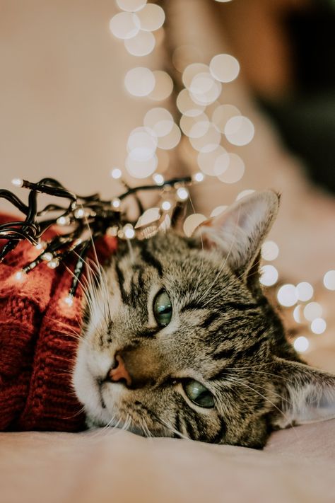 Cat Christmas Picture Ideas, Christmas Cat Photoshoot, Christmas Cats Aesthetic, Cat Christmas Photoshoot, Christmas Cat Photos, Cat Photoshoot, Pet Photoshoot, Christmas Kitties, Cat Christmas Cards