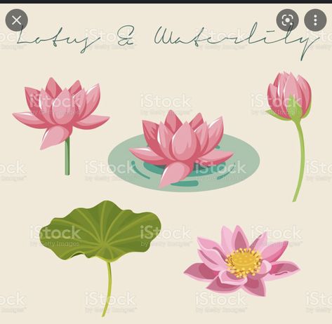 Lotus Flower Vector Illustrations, Nelumbo Nucifera Illustration, Water Lilly Illustration, Lotus Flower Illustration Design, Lotus Illustration Art, Water Flowers Drawing, How To Draw Lotus Flower, Lotus Illustration Design, Waterlily Illustration