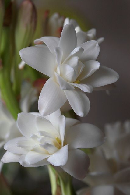 The Tuberose (Polianthes tuberosa) is a perennial plant related to the agaves, extracts of which are used as a middle note in perfumery. The tuberose is a night-blooming plant, with fragrant waxy white flowers, and is thought to be native to Mexico along with every other species of Polianthes. In Mexican Spanish the flower is called Nardo or Vara de San José. - Flickr - Photo Sharing! Moon Garden, Blooming Plants, White Gardens, Deco Floral, Gardening Supplies, Perennial Plants, Exotic Flowers, Flower Beauty, Beautiful Blooms