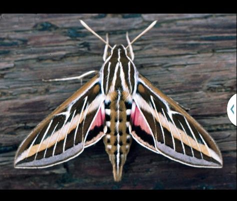 Banded sphinx moth. Native to GA. I remember these as a child.  I think I may get one as a tattoo. Moths Flying, Sphinx Tattoo, Sphinx Moth, Large Moth, Moth Fly, Hummingbird Moth, Stuck In The Mud, Crop Production, Colorado State University