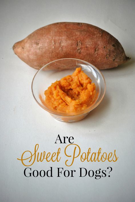 Sweet potatoes are a good source of dietary fiber, low in fat and contain loads of vitamins and make a great for dog! #dogs #pets #dogstuff #doghealth www.mybrownnewfies.com Sweet Potato For Dogs, Fiber For Dogs, Raw Sweet Potato, Fiber Snacks, Hypoallergenic Dog Food, Canning Sweet Potatoes, Pet Nutrition, Sweet Potatoes For Dogs, Cooking Sweet Potatoes