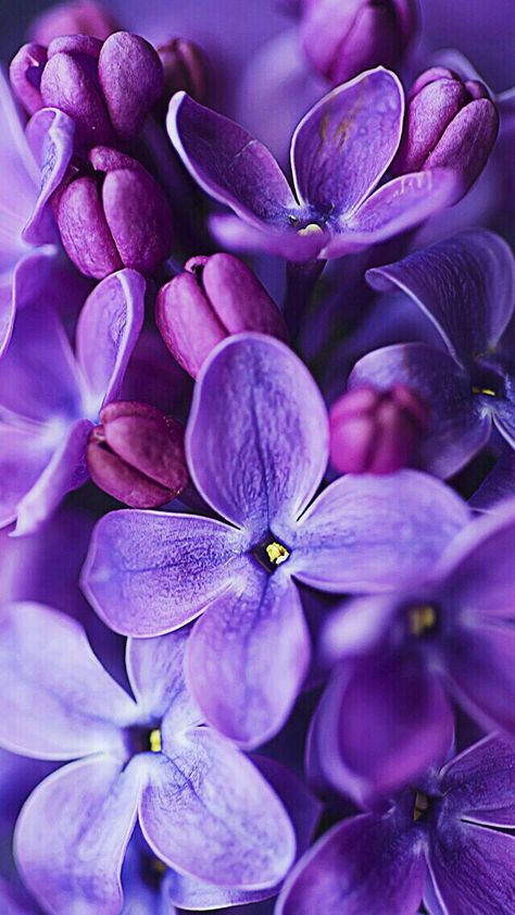 ValViq19 Purple Flowers Wallpaper, Lavender Aesthetic, I Love Purple, Plant Photography, Purple Love, Lilac Flowers, All Things Purple, Plant Needs, Purple Wallpaper