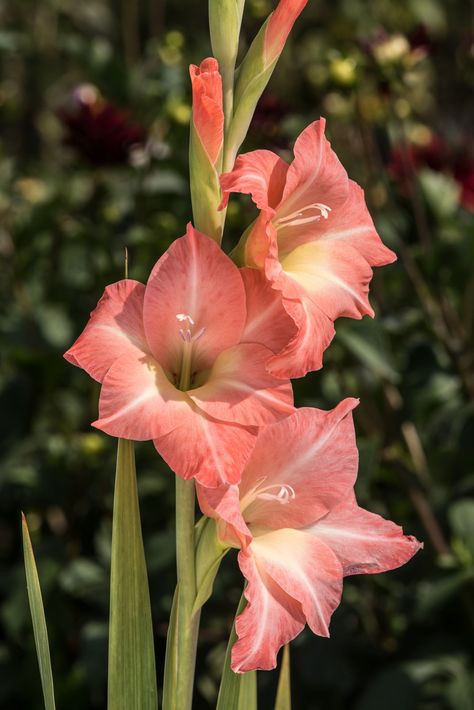 Flowers For Reference, Gladiolus Flower Photography, Gladiolus Photography, Gladiolus Flower Drawing Simple, Gladiolus Flower Garden Ideas, Gladius Flower, Gladiolus Flower Bouquet, Gladiolus Flower Aesthetic, Gladiolas Flower