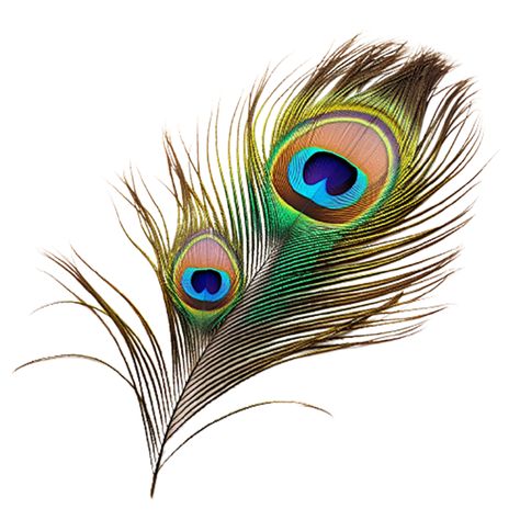 Peacock Feathers Png, Running Horse Wallpaper For Phone, Feather Art Drawing, Peacock Png, Feather Png, Peacock Colour, Feather Stickers, Thumbnail Background, Feather Background