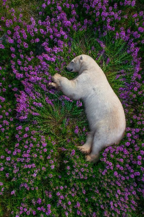 Polar Bear On Ice, Arlington Texas, Pretty Animals, Silly Animals, Polar Bears, Awesome Things, Animal Photo, Beautiful Animals, 귀여운 동물