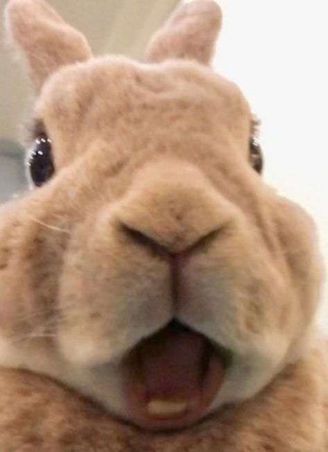 Bunny Front View, Pet Bunny Rabbits, Cute Bunny Pictures, Funny Rabbit, Cute Small Animals, Funny Animal Photos, Bunny Pictures, Pet Bunny