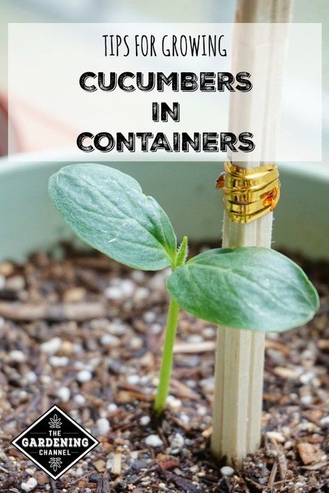 My grandmother used to always grow cucumbers in her little yard....lots of good memories of eating them in her kitchen with her and my sister.  I don't have a green thumb, so growing them in a pot sounds like an easy alternative for me!  Thanks to the Gardening Channel website for sharing this -   #Summer2018 #OutdoorLiving #ContainerGardening #YeahThatGreenville #DRU #DRUsc Growing Cucumbers In Containers, Cucumbers In Containers, Cucumbers In Pots, Cucumber Seedlings, Grow Cucumbers, Gemüseanbau In Kübeln, Cucumber Gardening, Cucumber Varieties, Growing Tomatoes In Containers