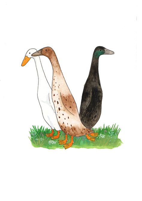 Runner Duck Painting, Runner Ducks Drawing, Indian Runner Duck Drawing, Runner Duck Illustration, Runner Duck Tattoo, Runner Duck Art, Runner Duck Drawing, Watercolor Ducks, Cute Duck Painting