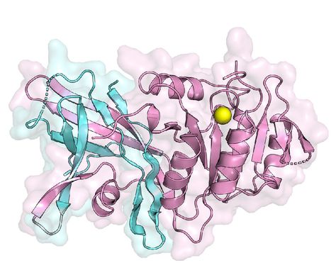 Scientists visualize the structure of a key enzyme that makes triglycerides -- A first look at the structure of the lipin enzyme. The structure shows how two essential regions (colored blue and pink), located on opposite ends of the protein in humans, come together to form a function enzyme to help make triglycerides. Credit: Stony Brook University Protein Structure Biology, Enzymes Biochemistry, Proteins Biology, Enzymes Biology, Protein Biology, Tranquil Spaces, Biotechnology Art, Protein Structure, Stony Brook University