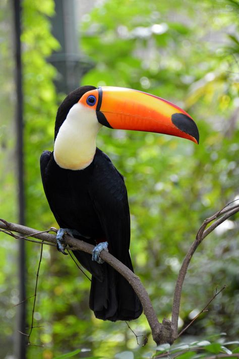 Toucan                                                                                                                                                                                 More Toucan Art, Toco Toucan, Rainforest Animals, Tropical Animals, Bird Pictures, Exotic Birds, Tropical Birds, Pretty Birds, Colorful Birds