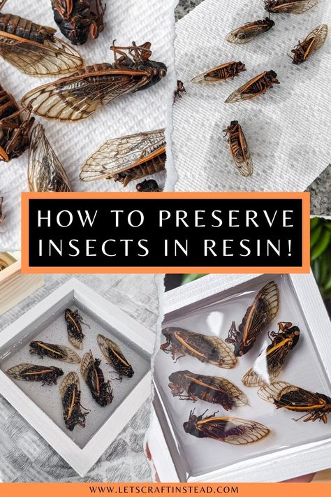 Learn how to preserve insects in resin, including how to get rid of bubbles in resin and how to avoid them in the first place by mixing the right way! I’m also sharing how to dry and prep insects for resin using dead Brood X cicadas. Insects In Resin, Entomology Decor, Amazing Clear Cast Resin, Insect Taxidermy, How To Make Resin, Insect Wings, Insect Collection, Diy Epoxy, Resin Uses