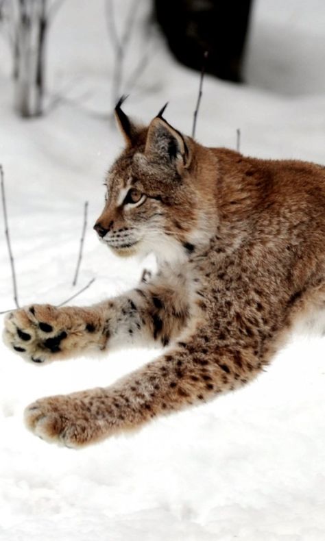 Winter Wallpaper Hd, Canada Lynx, Caracal Cat, 480x800 Wallpaper, Winter Wallpapers, Snow Animals, Hd Desktop, Winter Wallpaper, Desktop Backgrounds