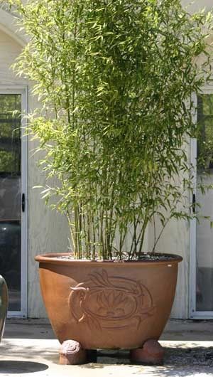 potted bamboo:  I want small, narrow pot of 3 to put in shade area of walking path in summer Potted Hedge, Bamboo Types, Bamboo Backyard, Planting Bamboo, Potted Bamboo, Tall Potted Plants, Bamboo Privacy, Bamboo In Pots, Privacy Hedge