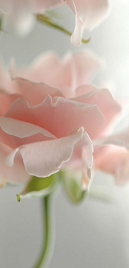 Pale pink rose Rose Belle, Pale Pink Roses, Rose Pastel, Love Rose, Arte Floral, Flower Beauty, Beautiful Blooms, Rumi, Love Flowers