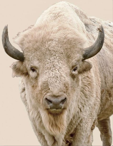 Buffalo Pictures, Bison Photography, Baby Bison, White Bison, Buffalo Animal, Bison Art, Baby Buffalo, Buffalo Art, Buffalo Bison