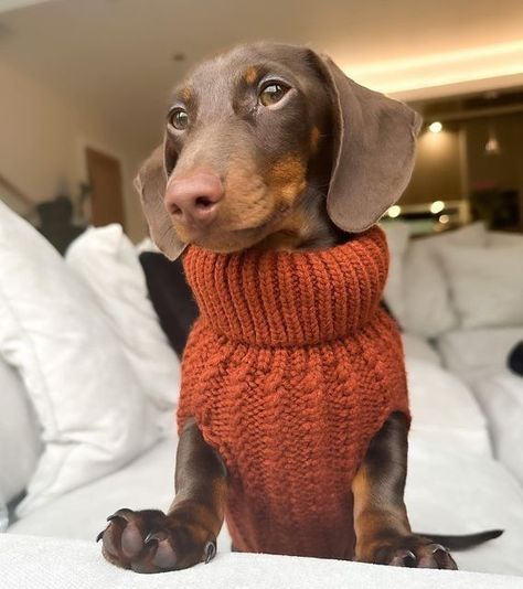 Weiner Dog Sweater, Silver Dapple Dachshund, Dachshund Sweater, Dachshund Puppy Miniature, Cutest Dog Ever, Dapple Dachshund, Doxie Dogs, Cute Dog Photos, Weenie Dogs