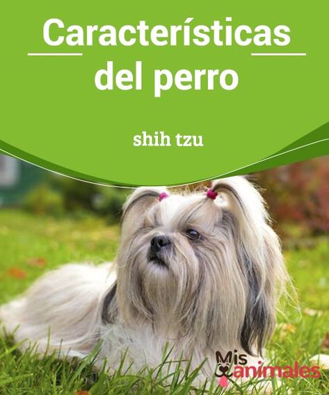 Características del perro shih tzu.  El perro shih tzu, además de tener un reducido tamaño, es un can que se adapta muy bien a los pisos en los que viven niños. #características #shihtzu #adaptar #niños #misanimales Perro Shih Tzu, Pet Health, Shih Tzu, Chihuahua, Horses, Health, Dogs, Animals