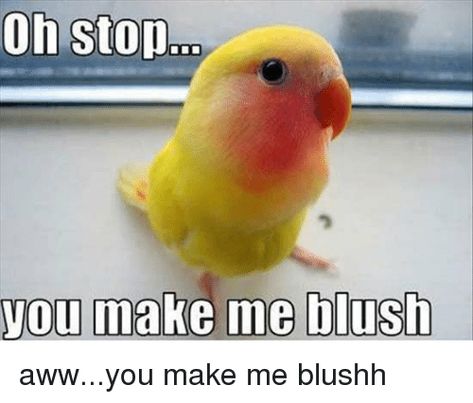 20 Blushing Memes That Are Way Too Cute to Be Resisted | SayingImages.com Funny Bird Pictures, Humor Animal, Animal Captions, Funny Parrots, Funny Pictures With Captions, Funny Birds, Funny Captions, Funny Bunnies, Cute Love Quotes